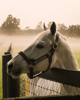 Look at Lexington, KY