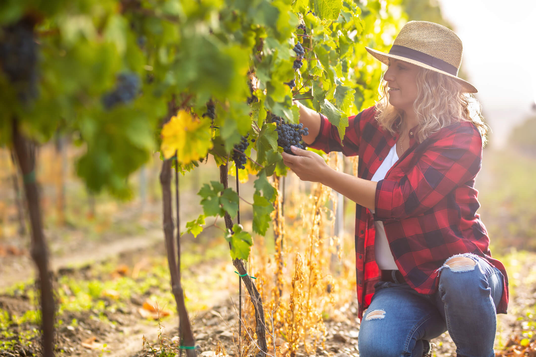 How to Start a Winery: a 10-Step Guide