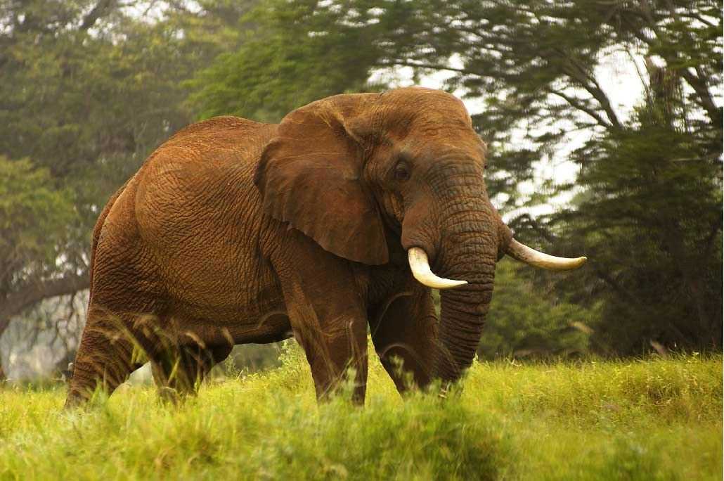 Sarova Taita Hills Game Lodge in Tsavo, KE