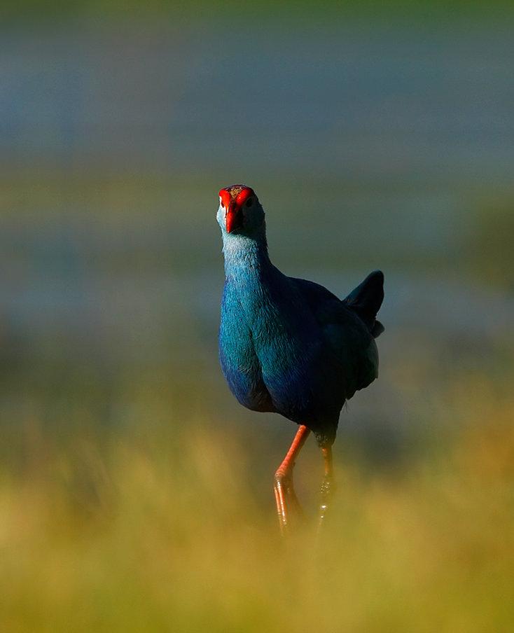 Orange County, Kabini in Mysore, IN