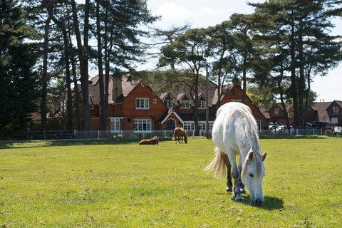 Beaulieu Inn in Brockenhurst, GB1