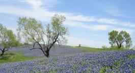 The City of Ennis Convention and Visitors Bureau in Ennis, TX