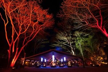 Flames of the Forest in Tropical North Queensland, AU