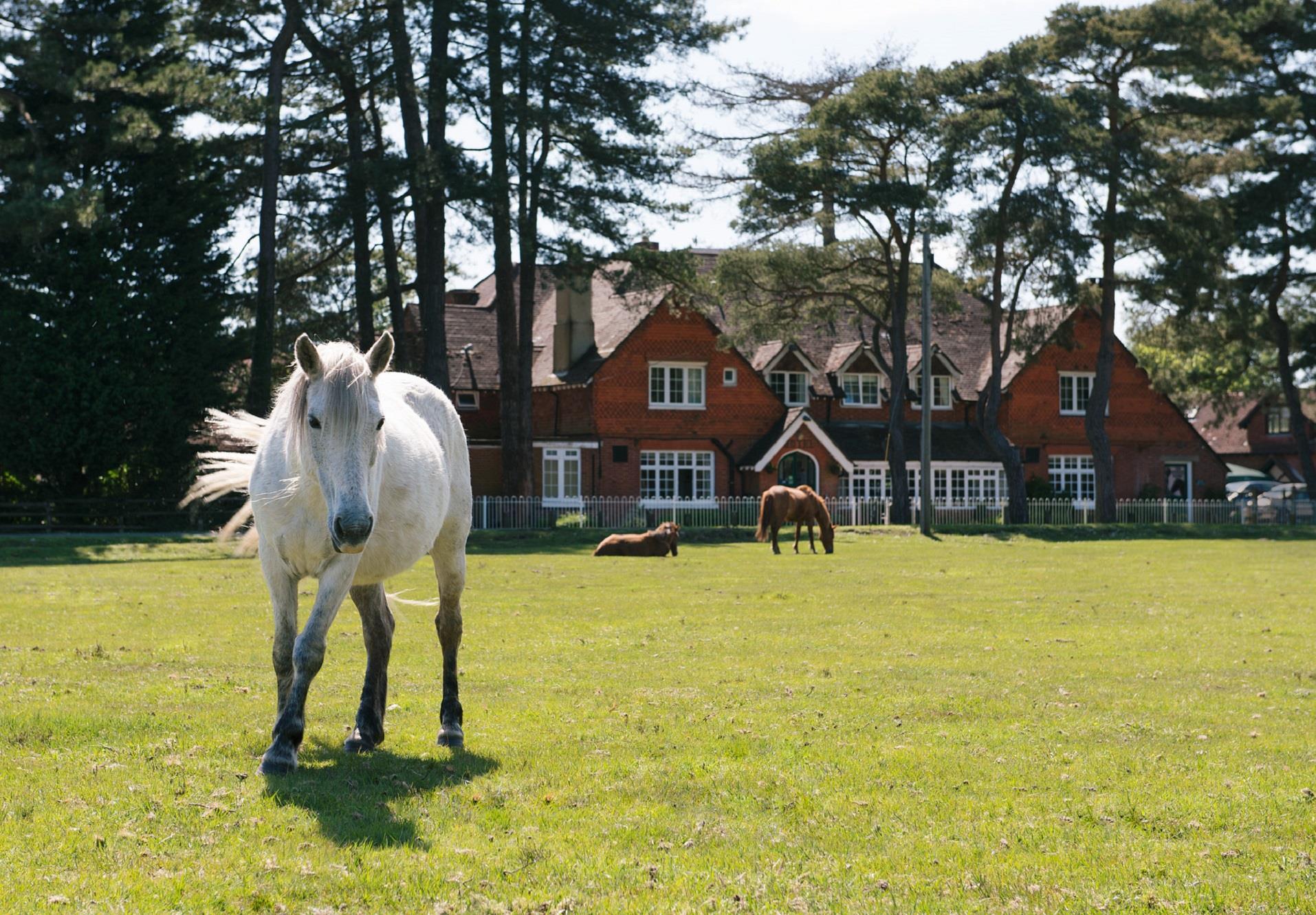 Beaulieu Inn in Brockenhurst, GB1