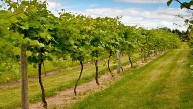 Saint Croix Vineyards in Stillwater, MN