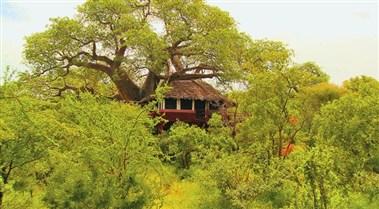 Tarangire Treetops in Arusha, TZ