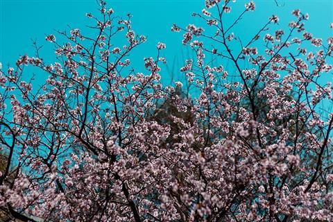 Montreal Botanical Garden