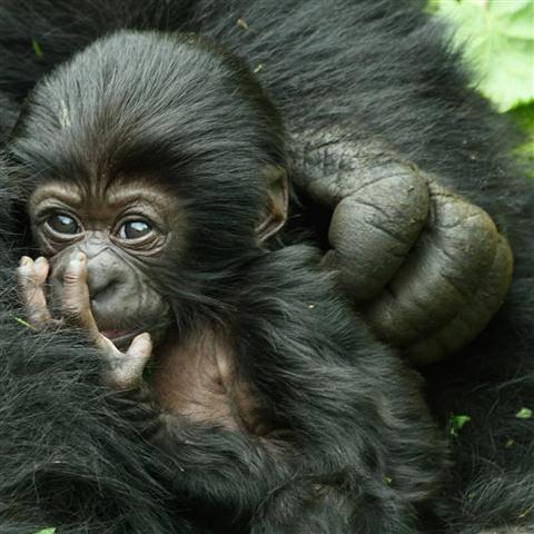 Volcanoes National Park