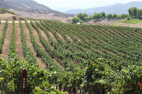 Région viticole de Temecula