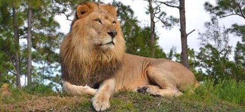 Safari im Löwenland