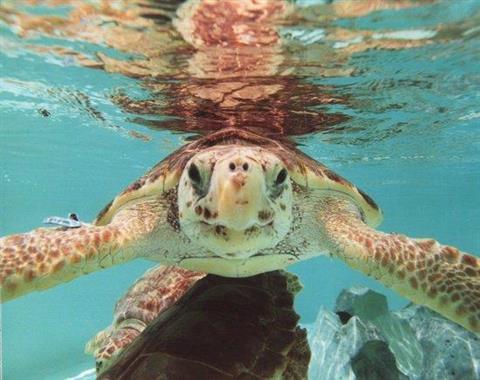 Gumbo Limbo Naturzentrum-