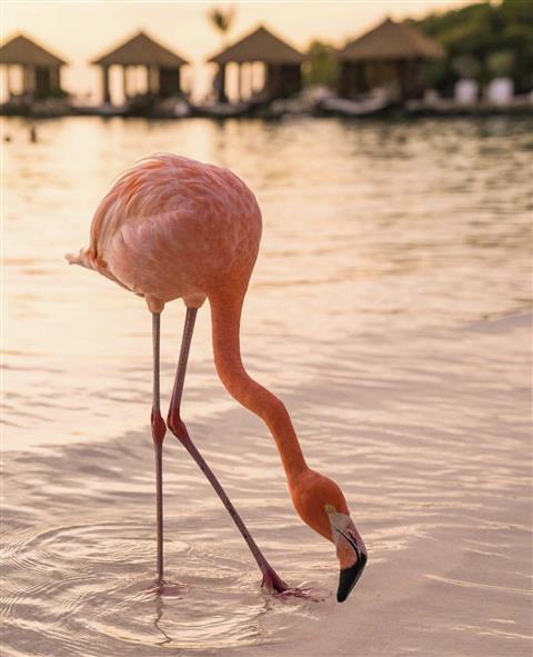 Renaissance privé-eiland