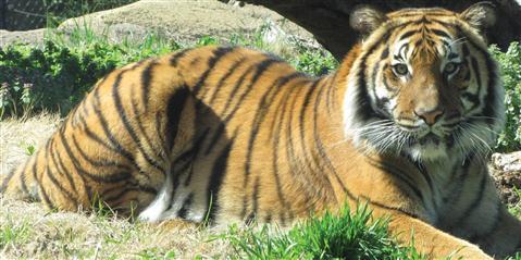 Dierentuin van Virginia