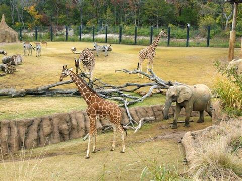Zoo de Dallas