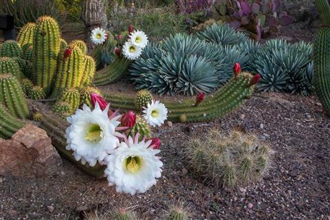 Desert Botanical Gardens