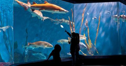 Norwalk Maritime Aquarium