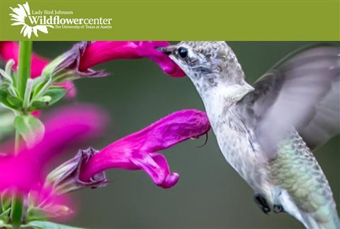 Lady Bird Johnson Wildflower Center